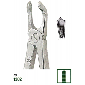 Extracting Forceps English No. 79 MEDIUM