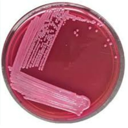 Himedia MacConkey Agar Plates Pack/50 Plates