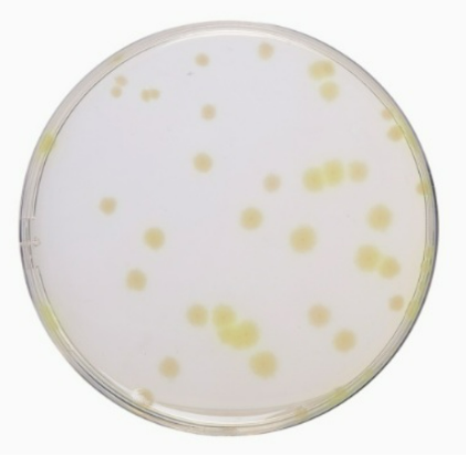 Ausmedia TSA Tryptic Soya Agar 20 plates/pack