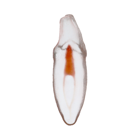 Orodeka Tooth Model Lower Incisor A EACH