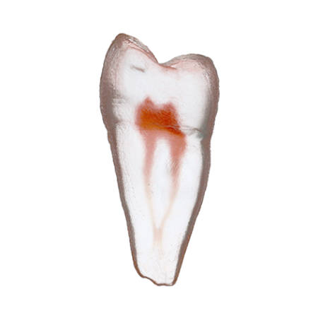 Orodeka Tooth Model Premolar A EACH