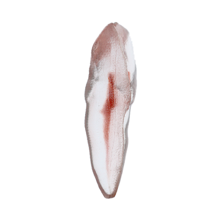 Orodeka Tooth Model Upper Incisor A EACH