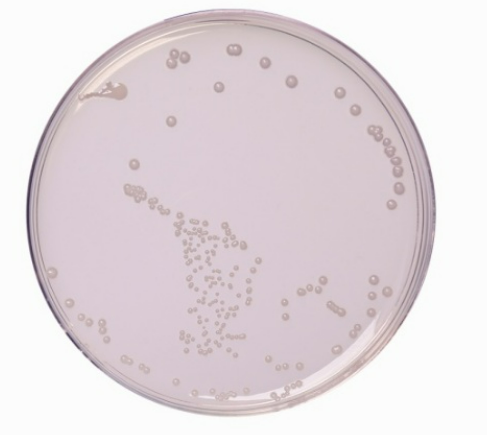 Ausmedia R2A Agar 20 plates/pack