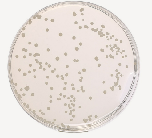 Ausmedia SDA Sabouraud Dextrose Agar 10 plates/pack