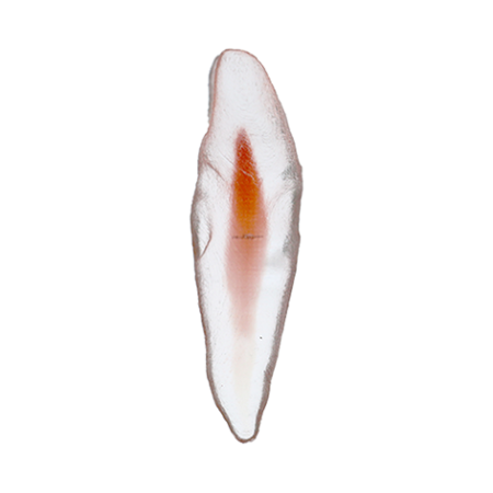 Orodeka Tooth Model Lower Incisor B EACH