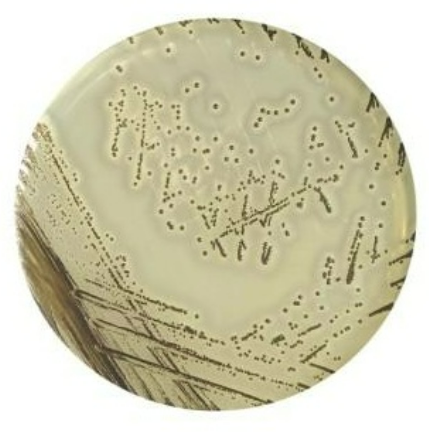 Ausmedia Baird Parker Agar plate 20 plates/pack