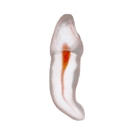 Orodeka Tooth Model Canine B EACH