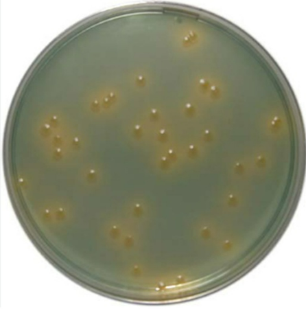 Mueller Hinton Agar Plate pack/50 plates