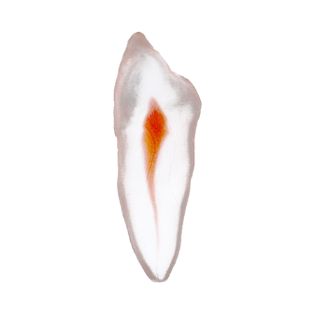 Orodeka Tooth Model Canine A EACH