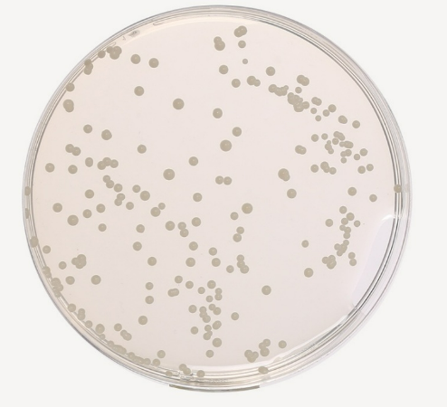 Ausmedia SDA Sabouraud Dextrose Agar 20 plates/pack